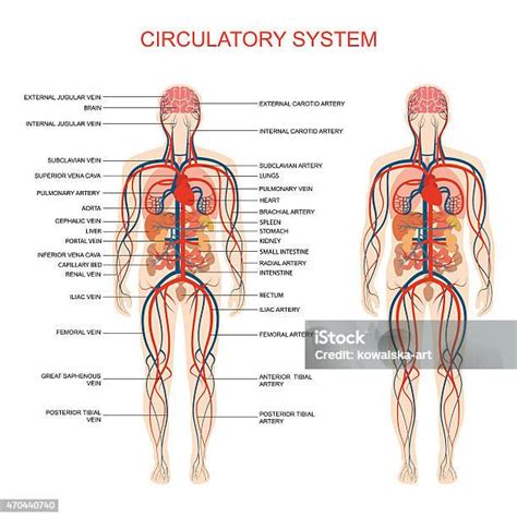 Circulatory System Diagram Labeled Veins