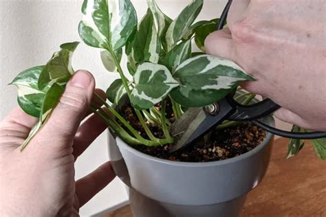 Comment Propager Le Pothos Pour Obtenir Des Plantes Gratuites Jardin