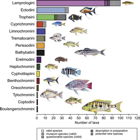 Figure From The Taxonomic Diversity Of The Cichlid Fish Fauna Of