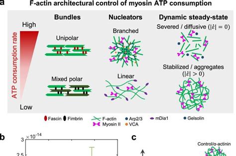 Building Arti Cial Cells To Measure Energy Ow In Living Systems