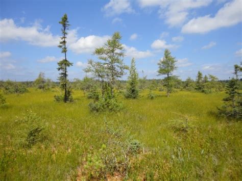 Muskeg Photos - Michigan Natural Features Inventory