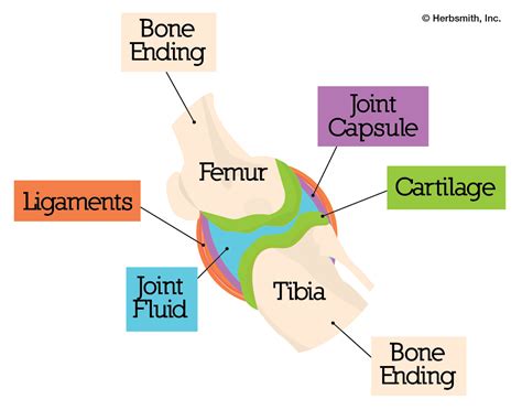 Supporting Joint Health – Herbsmith