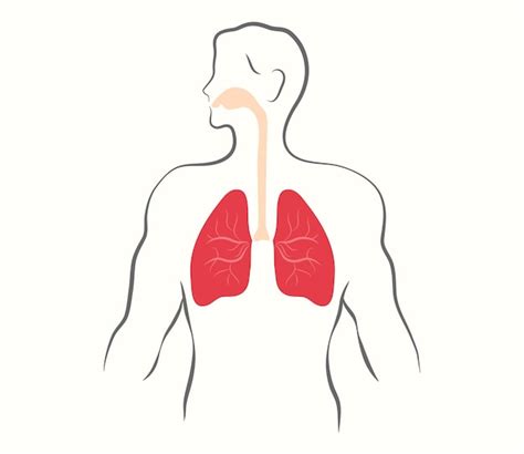 S Mbolo Del Sistema Respiratorio Cuerpo Humano Con Pulmones Nariz Y