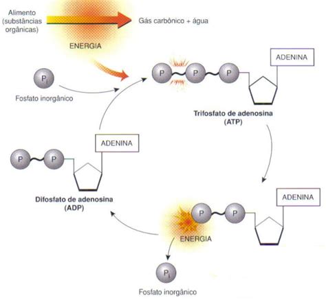 O que é metabolismo energético