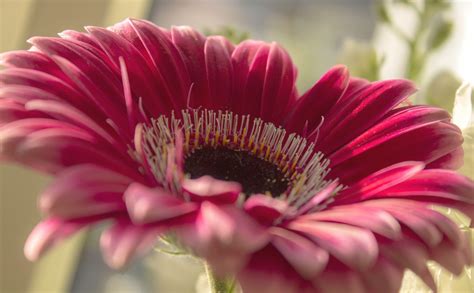 Wallpaper Petals Blossom Pink Flower Flora Petal Botany Land