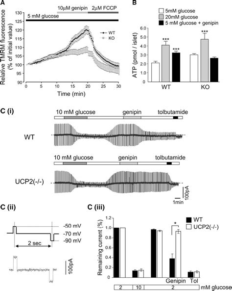 Figure 3 From Genipin Inhibits Ucp2 Mediated Proton Leak And Acutely