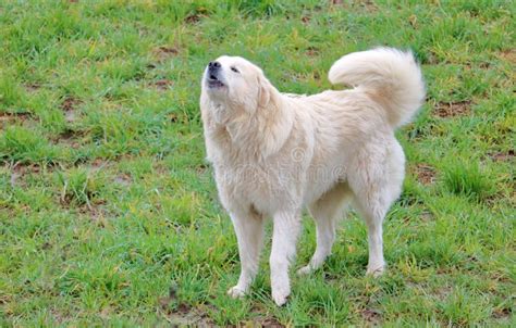 Are Great Pyrenees Aggressive Dogs