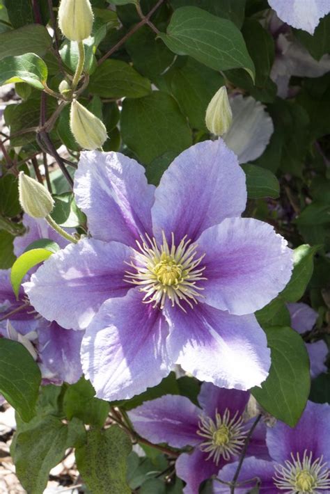 Bosrank Clematis Piilu Cm Klimplant Roze Gestreepte