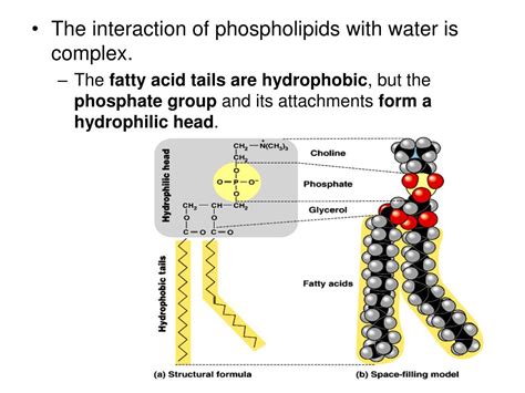 PPT - Lipids - Diverse Hydrophobic Molecules PowerPoint Presentation ...