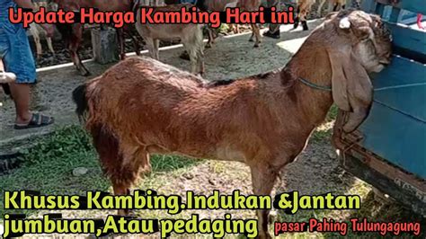 Update Harga Kambing Hari Ini Khusus Kambing Indukan Jantan Jumboan