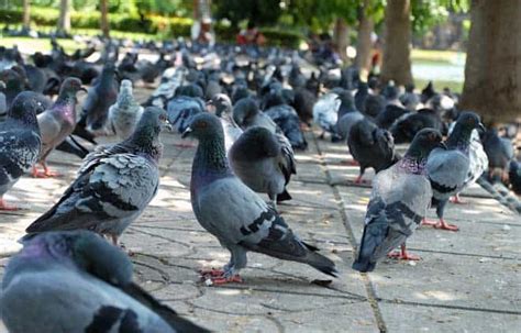 How To Get Rid Of Pigeons Sitting And Their Health Risks Pestkilled