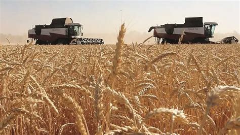 Stop All Importazione Di Grano Russo L Avvenire Di Sicilia Grano