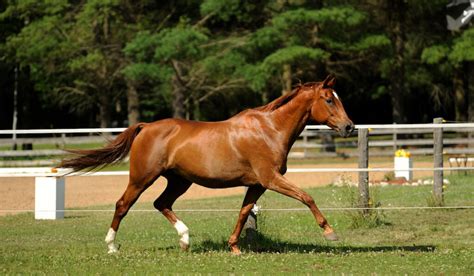 The Oldenburg Horse Breed Profile - Helpful Horse Hints