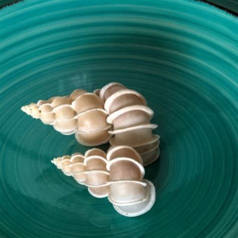 The ultimate seashell identification guide – Artofit