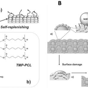 Schematic Illustration Of The Antifouling Mechanism Induced By