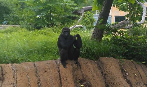 Images: Louisville Zoo animals