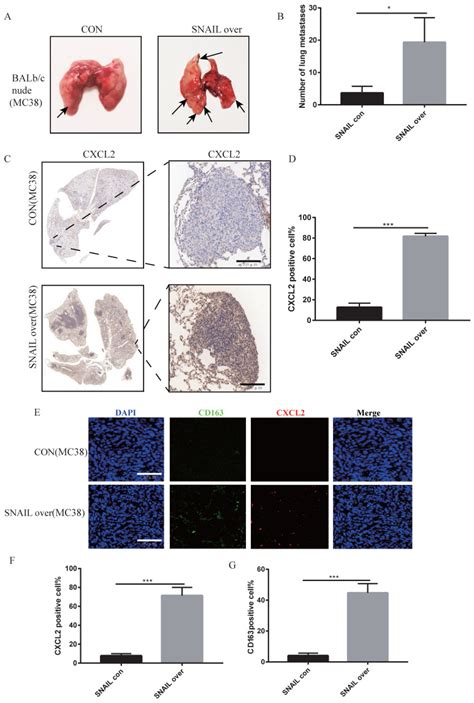 Colon Cancer Cell Line Mc Atcc Bioz