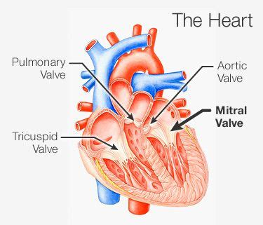 Bicuspid Valve Function and Location