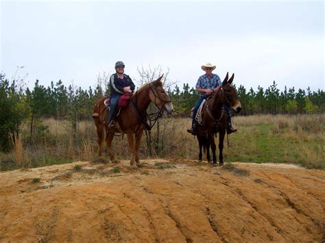 St.Clair Red Mule Farm -Mule & Donkey Adventures: Two Mule Club Rides!