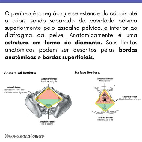 Onde Fica O Perineo - Minuto Anatômico #171: Períneo – Anatomia & Fisioterapia