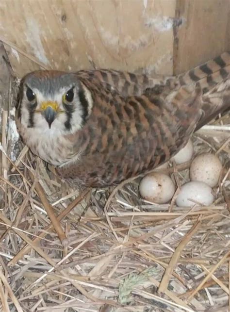 Winter Lecture Series New Jersey American Kestrel Nest Box Project