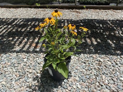 Rudbeckia Fulgida Goldsturm G Cross Creek Nursery And Landscape