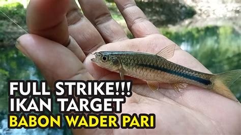 Teknik Jitu Agar Strike Wader Pari Babon Mancing Wader Pari Di Kali