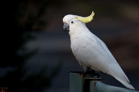 April Ebirder Of The Month Challenge Ebird Australia