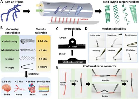 《afm》张锦院士李清文等人：用于自适应神经电极的模量可定制、可拉伸和生物相容性碳烯纤维腾讯新闻