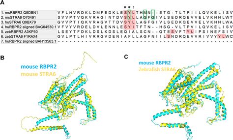 Frontiers Mapping Of The Extracellular Rbp4 Ligand Binding Domain On