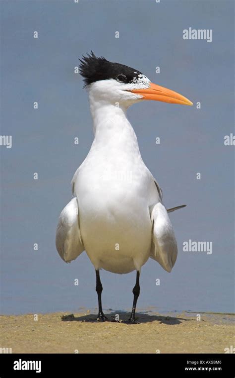 Adult Royal tern in breeding plumage Stock Photo - Alamy