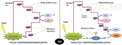 Cyclic vs Noncyclic Phosphorylation - Table | easybiologyclass