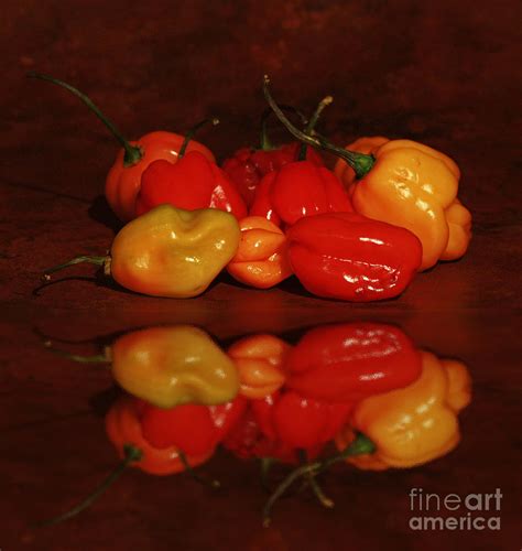 Sizzling Hot Photograph By Inspired Nature Photography Fine Art Photography Fine Art America