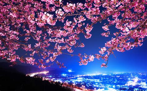 Japanese Cherry Blossom Desktop Wallpaper - WallpaperSafari