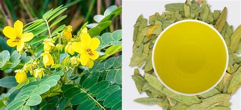 Senna Alexandrina Benefits Uses And Side Effects Of Cassia Angustifo