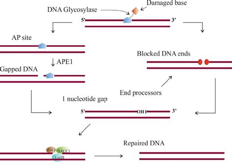 Scheme For Major Base Excision Repair Pathway Short Patch Ber