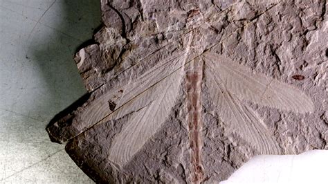 Complete Dragonfly Fossil Dating Back 165m Years Discovered In N China