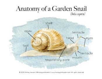 Garden Snail Anatomy by Honeycomb Cabin | TPT