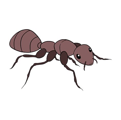 How To Draw An Ant Really Easy Drawing Tutoria