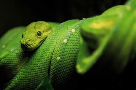 Green Tree Python - Animal Corner