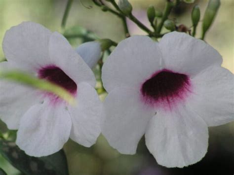 Bower Vine Elgin Nursery Tree Farm Phoenix AZ