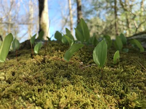 UConn's tuition isn't going up, but several fees are set to increase