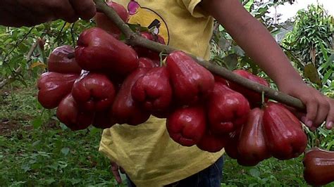 Cara Budidaya Tanaman Jambu Air Citra Agar Cepat Berbuah Youtube