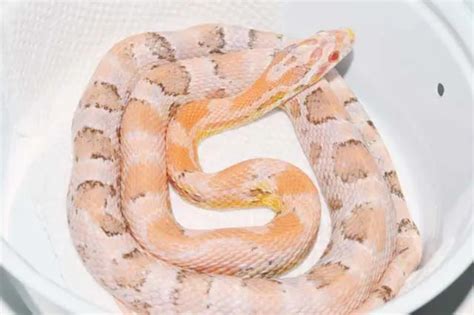 Paradox Corn Snake Traits Morphpedia