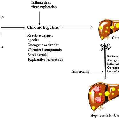 (PDF) Hepatocellular Carcinoma: Causes, Mechanism of Progression and Biomarkers