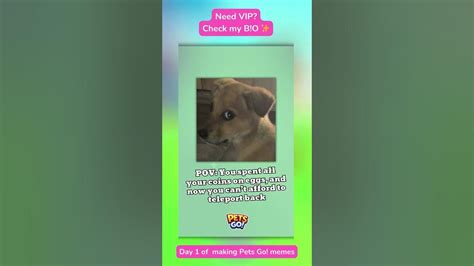 POV: Spent All Your Coins on Eggs, But Now You Can’t Teleport! | Pets ...