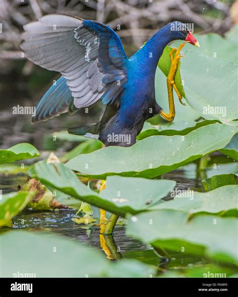 American purple gallinule hi-res stock photography and images - Alamy