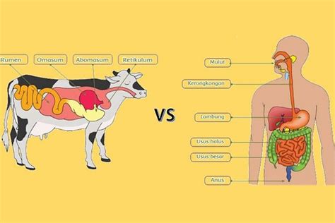 Bagaimana Tubuh Mengolah Makanan Ini Diagram Proses Pencernaan Hewan