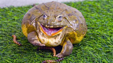 Fat African Bullfrog Eats Superworms Live Feeding Youtube