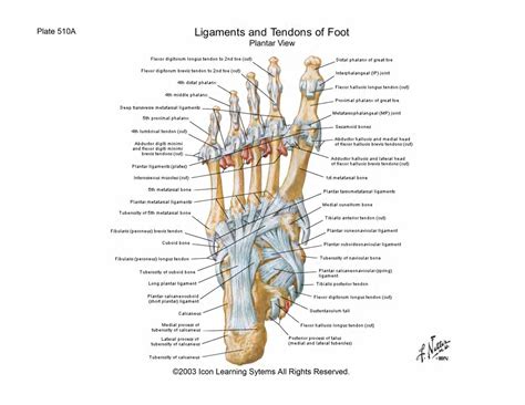 Ligament Tear, Ligaments And Tendons, Foot Anatomy, Foot Injury, Sports ...